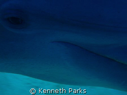 Dolphin eye watching you! Fast moving. by Kenneth Parks 